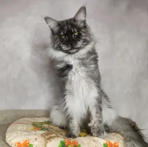 Папа мейн-кун Calvin - фото 2