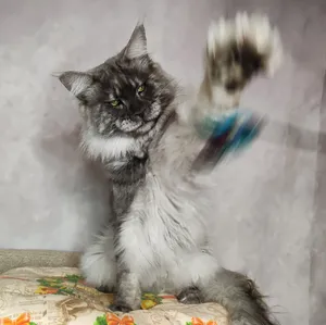 Папа мейн-кун Calvin - фото 1