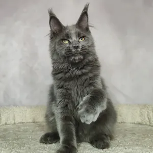 Мама мейн-кун VALKYRIE - фото 1