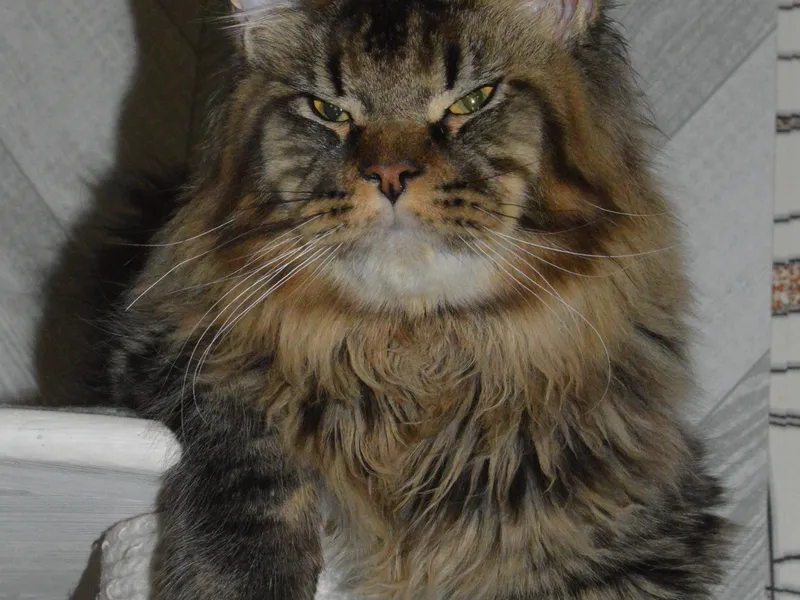 Котенок мейн-кун Черный тигровый MCO n 23 Мальчик