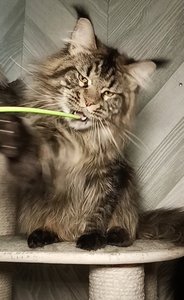 Котенок мейн-кун Черный тигровый MCO n 23 Мальчик - фото 3