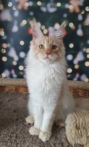 Котенок мейн-кун Красный дым MCO ds  Мальчик - фото 5