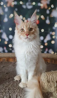 Котенок мейн-кун Красный дым MCO ds  Мальчик