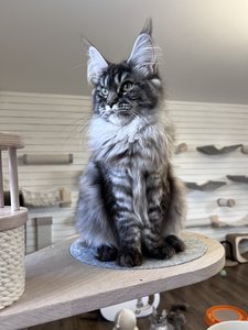 Maine Coon kitten Черный серебрянный тигровый MCO ns 23 Girl - photo 2