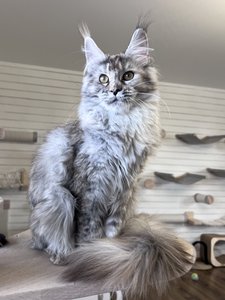 Maine Coon kitten Черный черепаховый  тикированный  на сербер MCO fs 25 Girl - photo 1