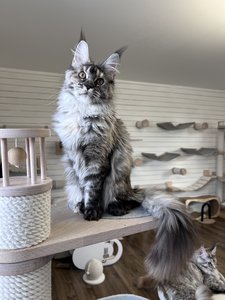 Maine Coon kitten Черепаховый серебрянный мраморный MCO fs 22 Girl - photo 2