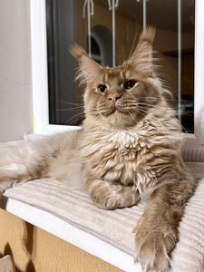 Котенок мейн-кун Красный MCO d Мальчик - фото 1