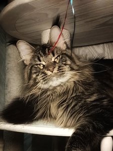 Котенок мейн-кун Черный тигровый MCO n 23 Мальчик - фото 1