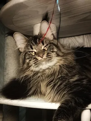 Котенок мейн-кун Черный тигровый MCO n 23 Мальчик